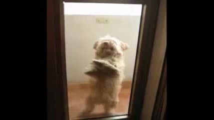 Танцуващо куче (голям смях) 