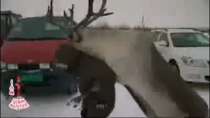 Елен язди жена ;дд