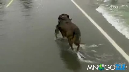 Куче лови риба на пътя 