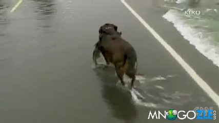 Куче лови риба на пътя