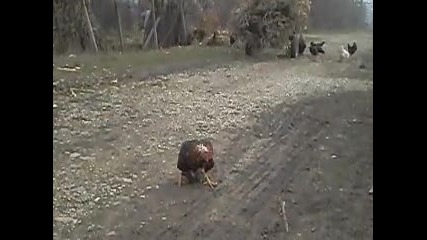 пиле пингвин