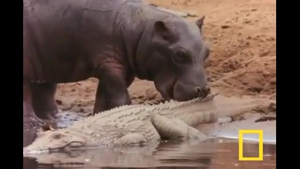 Хипопотам хапе крокодил