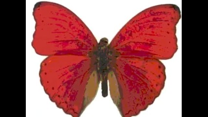leslie Cheung - Red butterfly - sad china song - Яко!!