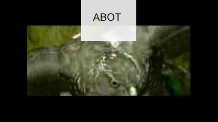 Yarabi - Yarabi.bgsub - Abot (високо Качество)