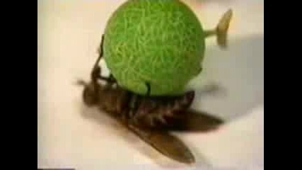 Дресирани Мухи