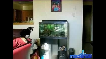Котка vs. аквариум