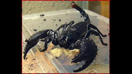Scorpions - Big City Nights | George Lynch - Scorpion Tales 