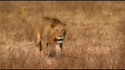 National Geographic - Lion 5/5