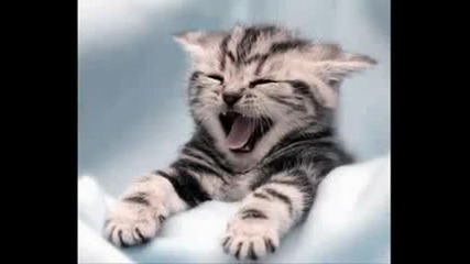 Very funny cats