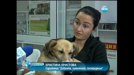 България - Инциденти - Куче с отрязани лапи оцеля по чудо във Видинско