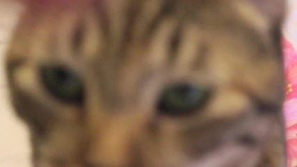 Based Animals The Legend Lil Bs Based Kat - Keke - 