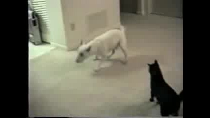 лудо куче се закача с котка 