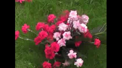 Flora - Burgas 2008