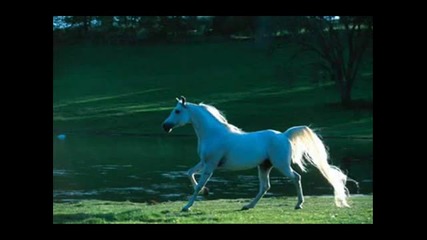 Arabian Horses 