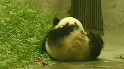 Как се справят пандите в жегата