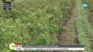 Розата Дамасцена – унищожена заради студеното време
