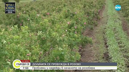 Розата Дамасцена – унищожена заради студеното време