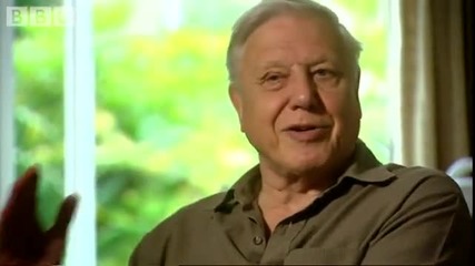 Rare frogs & endangered species - Planet Earth - Bbc wildlife 