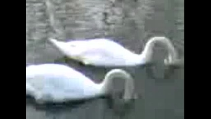 Два Лебеда
