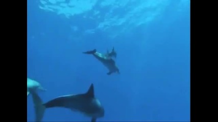 Life of the Ocean - Enya