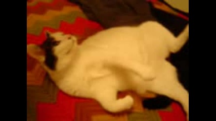 Kitty Cat Dance 