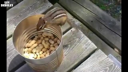 Една ефективна техника за да хванеш катерица