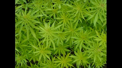Ras Matthew - Ganja in my Brain