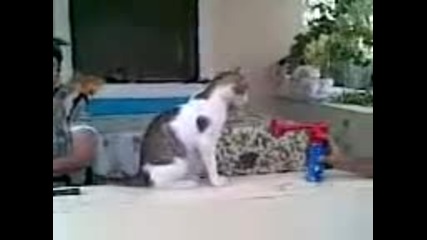 Как се плаши котка