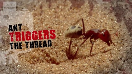 Паяк срещу мравка - Смъртоносни сблъсъци