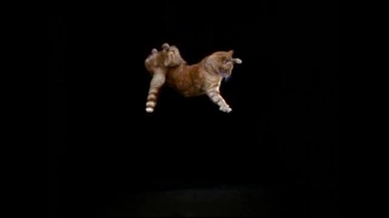 Домашни котки