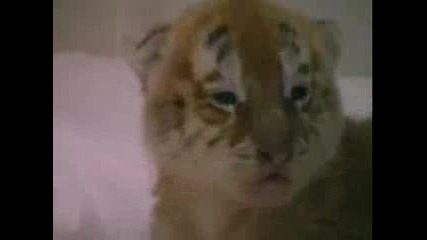 Tiger :)))