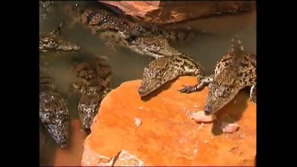 крокодили 