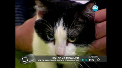 Котки за милиони - кои са най-редките и скъпи породи?