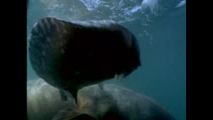 Freaks of Nature Gigantic Bizarre Fish - - National Geographic.flv