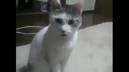 Когато чу връзката между Behlul i Bihter