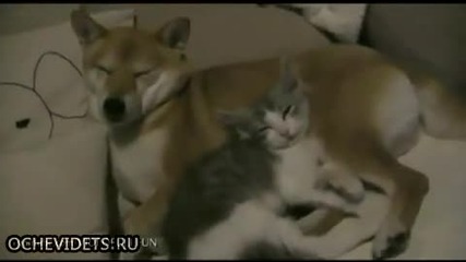 Истинско приятелство-куче и коте!