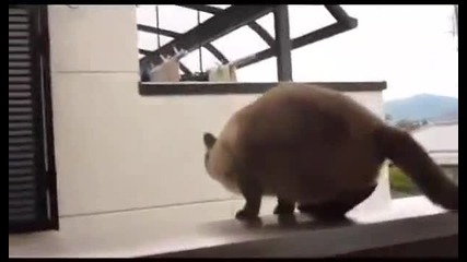 Коте се проваля при скок