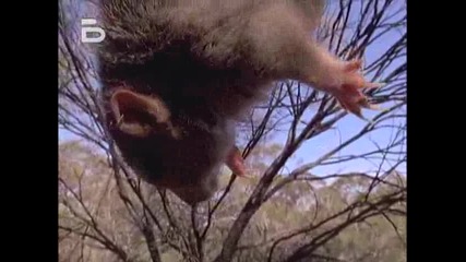 National Geographic - Тайният живот на котките