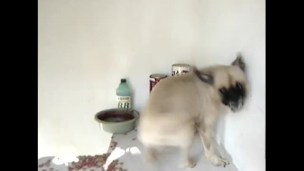 Danda the most crazy dog 2 