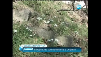 Цъфнаха първите кокичета
