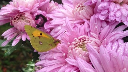 красива пеперуда се храни с цветен прашец