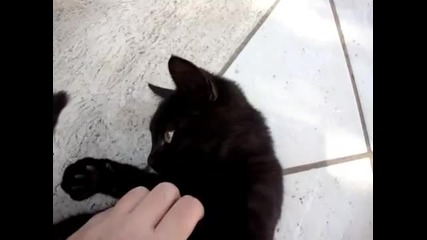 Сладко черно котенце