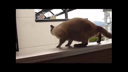 Котката се самоуби x(
