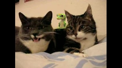 Разговор между котки!