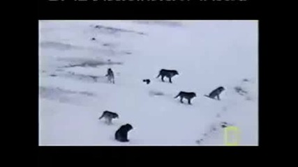 Dire Wolf Hunting