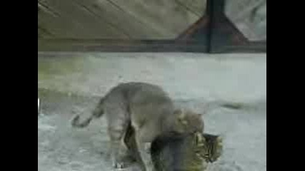 секс на котки - смях 