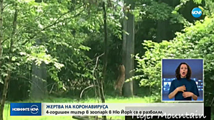 Тигрица в нюйоркски зоопарк се зарази с коронавирус