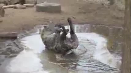 Весела хиена се къпе в локва