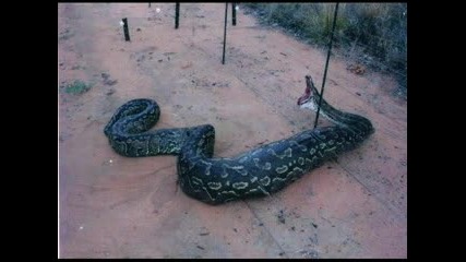Най-Голямата Змия В Света