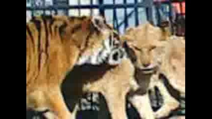 izbjagali cirkovi lavove i tigri na ulicata !!!